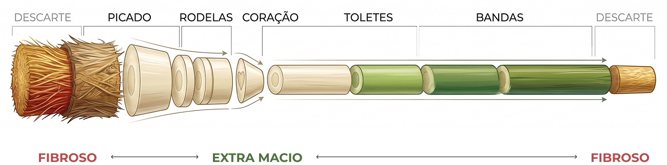 Desenho Esquemático da Haste do Palmito